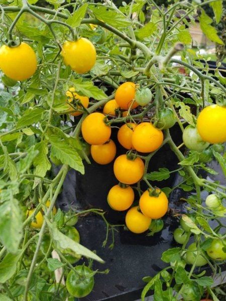 ����� ������� ������: ��� ��������� ����� ������ ���������� ������ ����