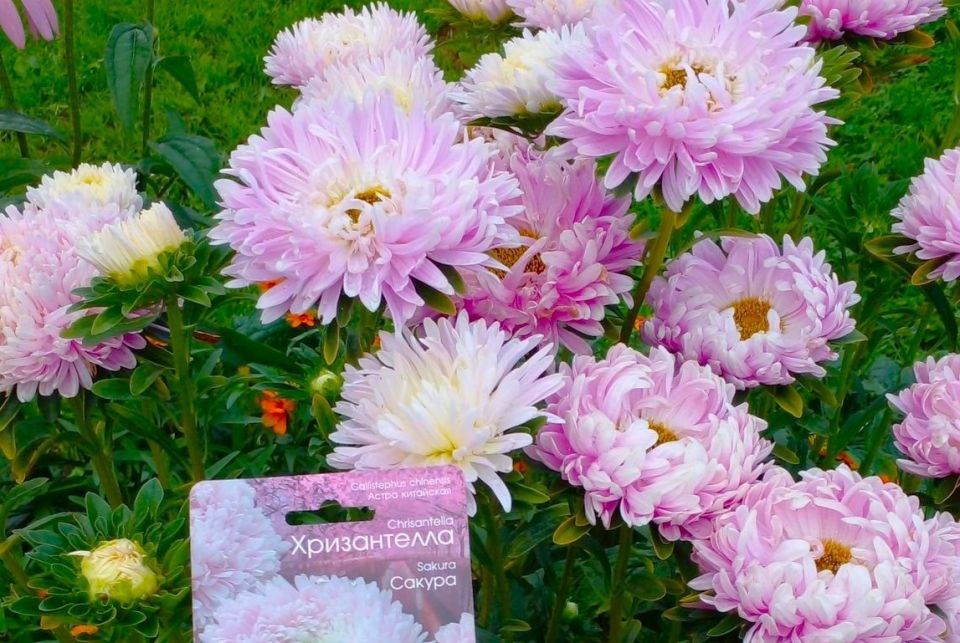 �����������: ����� ������� ����� ���������� ������ ��� ��������