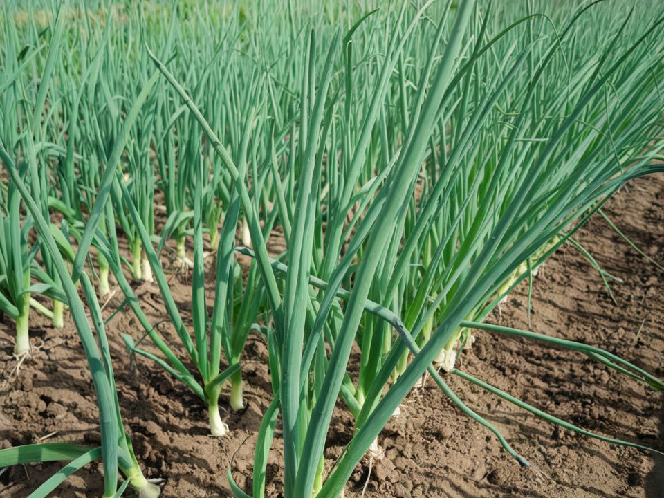 Как спасти урожай лука от луковой мухи: проверенные методы борьбы