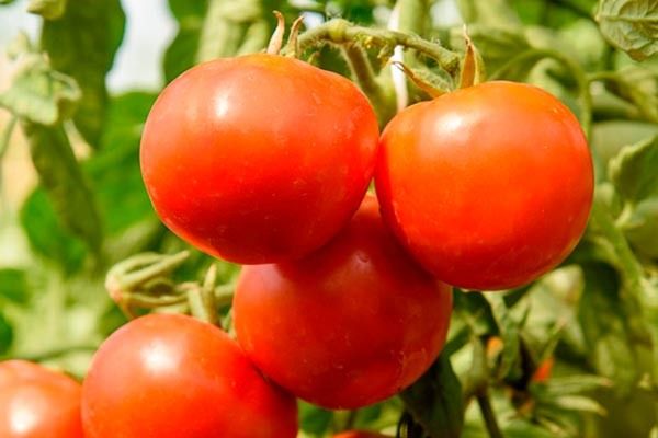 ��� ��������� ����� ������� � ������� ������ �������� �� 90 ����: 5 ������� �����