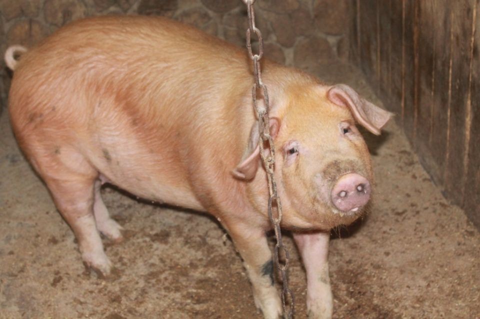 ��� ������� ������������ �������� � ������� ������� ��������