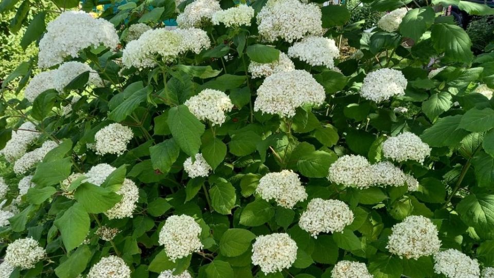 ������ �� ������ ���������: ������� ������� � �������