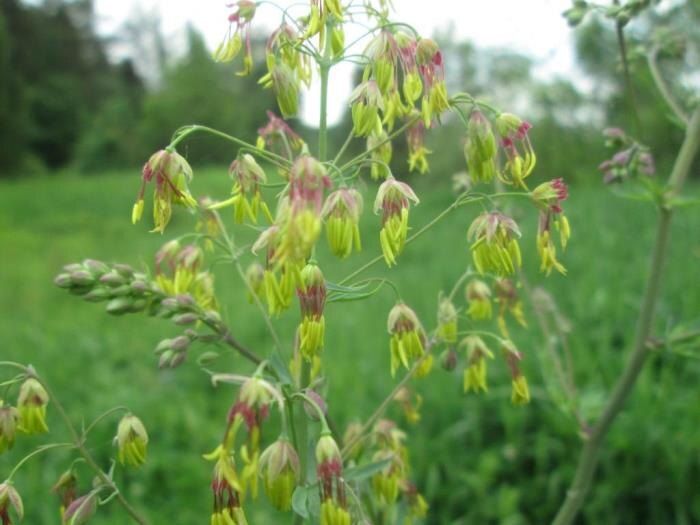 ����� �����������: ����������� ����� � ��������