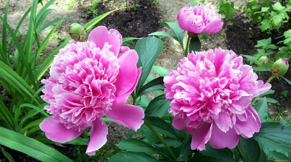 ��� ����������� ��������� ����� ��� ������: ������ ��� ���������