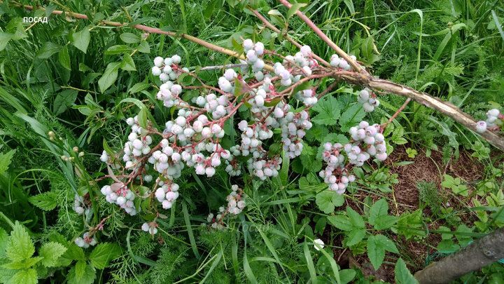 ������� ��������: ��� �� ������� ������ ����������� �����