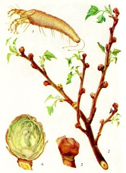 Как защитить свою смородину от почкового клеща: признаков не стоит игнорировать!