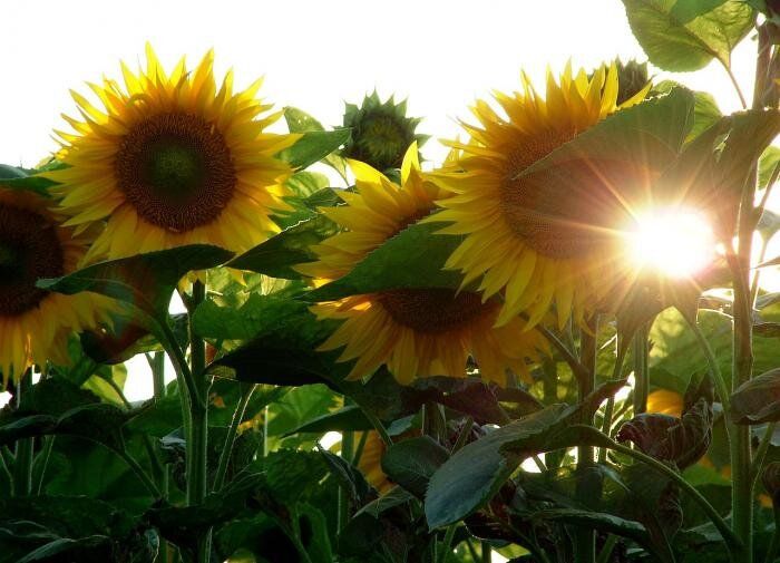 ��� ���������� �������� �������� ��� ������ �������: ������� ����������