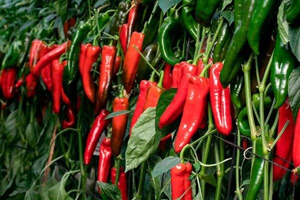 ������� ����� �������: ������� ��������� ����������� � �������