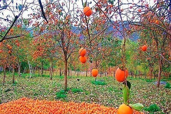 ������� ������� ����� ��������: ��� ��������� � ������������ �������