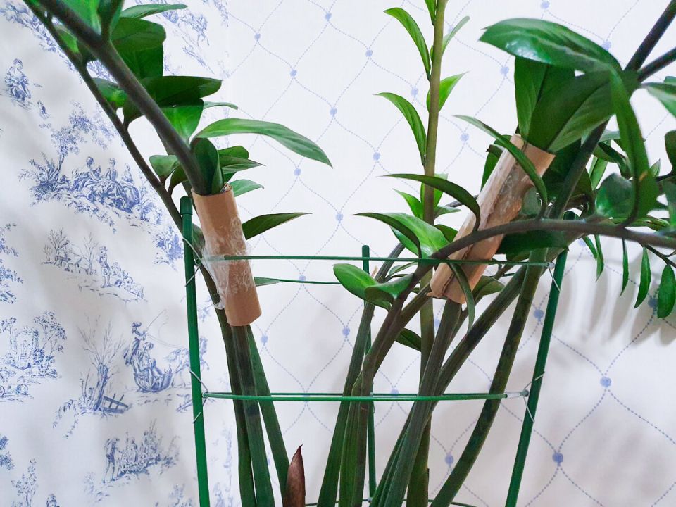 ��� ��������� �������� �������������: ������ �� ����� ��� ���������