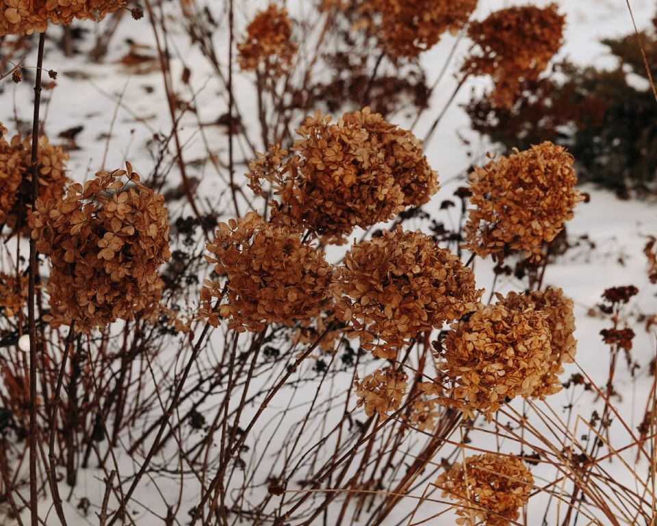 ������� ��� � �����: ������ ����