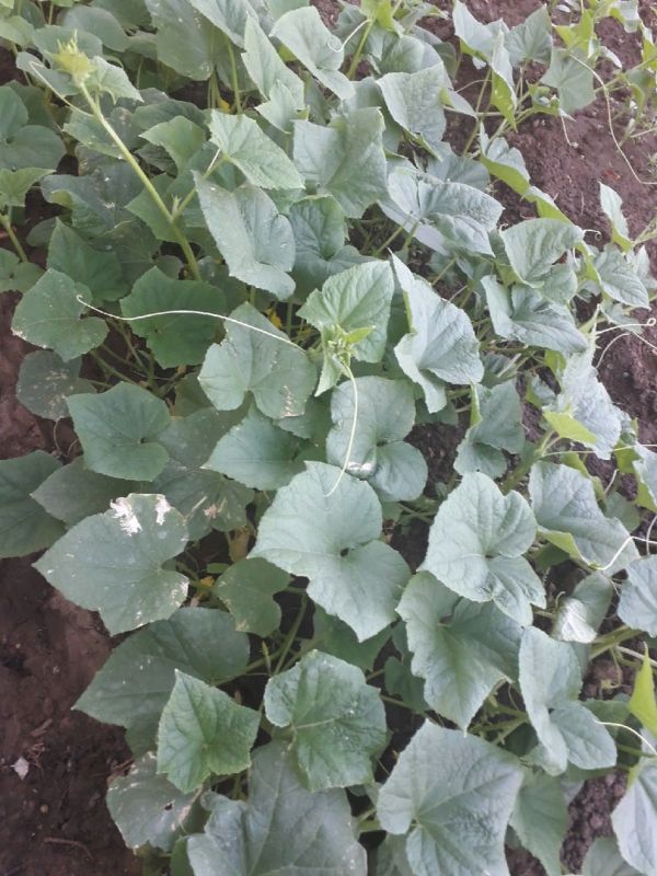 ��������������� ������� �������: ����� �� ��������?