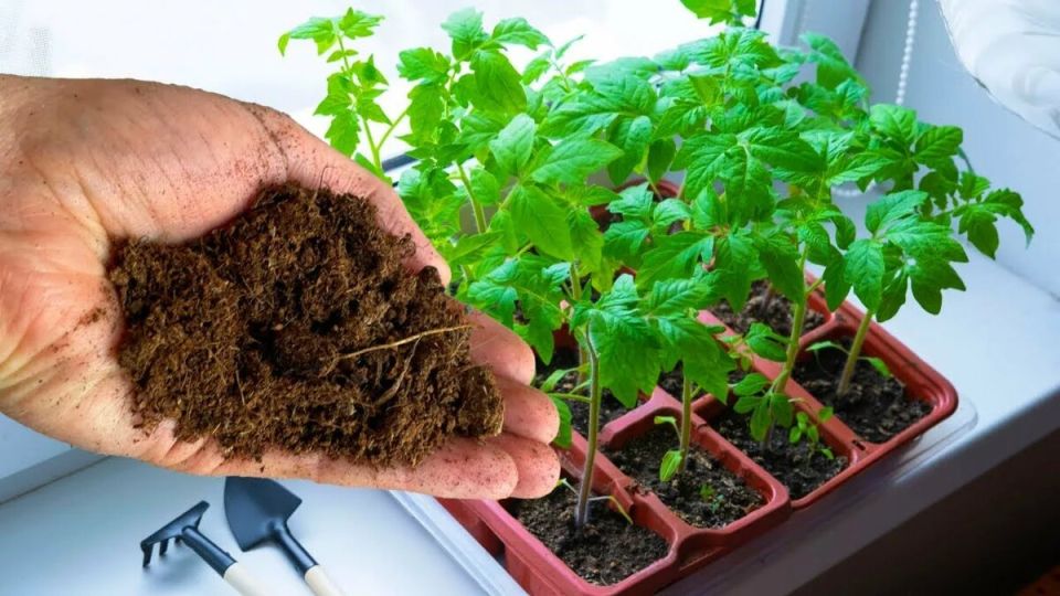 ��� ��������� ����������� ������� � �������: ������� ����������� ����� ��������