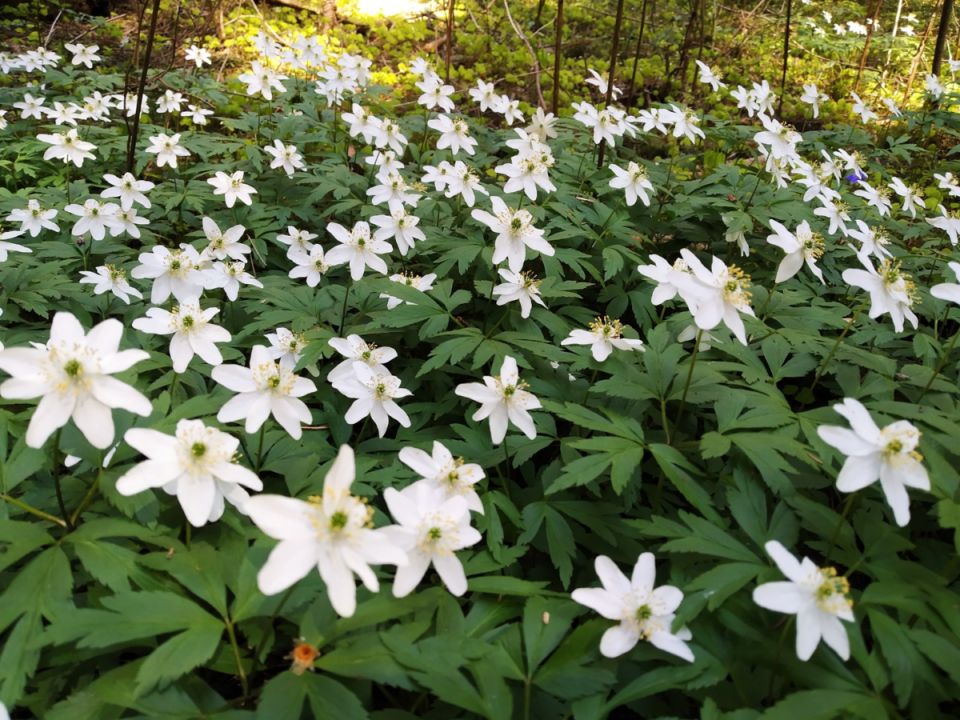 �������� �����������: ��������� ��������� � � �������