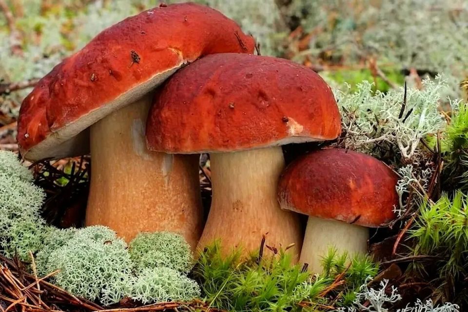 Edible � eatable: ������ ������� ����� ���������