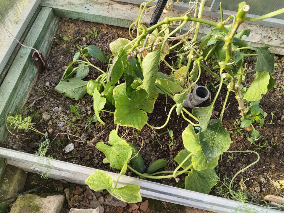 ��� ����� ���������� ������ �����: ����� � �������