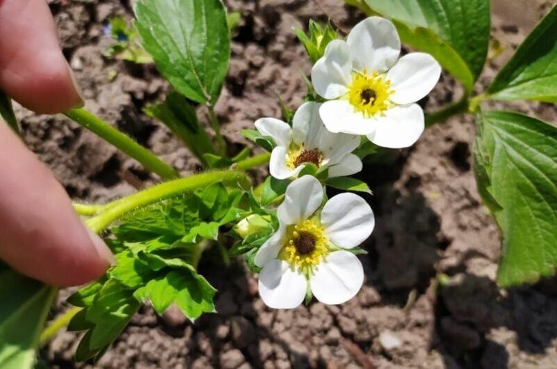 ����� � ��� �������� �������� �� �����������