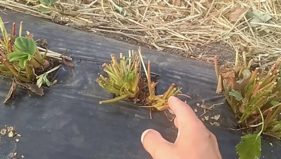 Секреты ухода за клубникой в августе: эффективная обрезка с минимальными усилиями